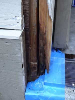 Dry Rot Wood